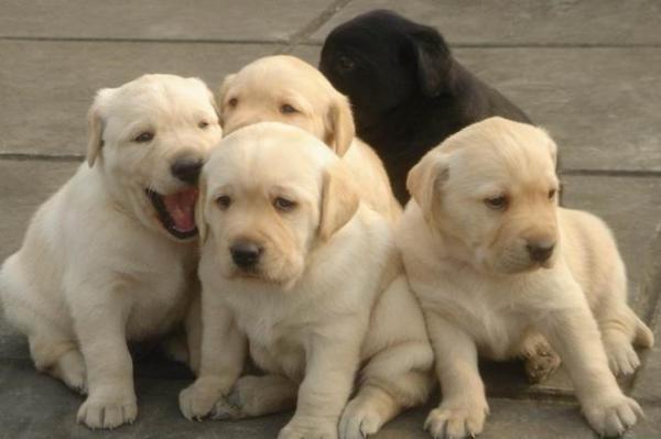 陇川县买拉布拉多请进 狗场漂亮小拉多出售