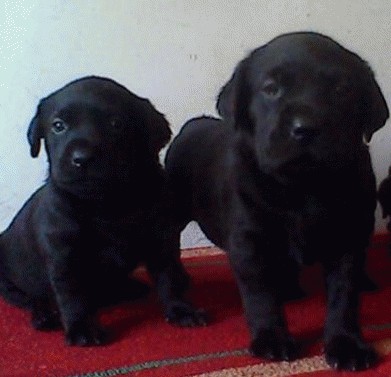 瑞丽买拉布拉多请进 狗场常年繁殖出售小拉多