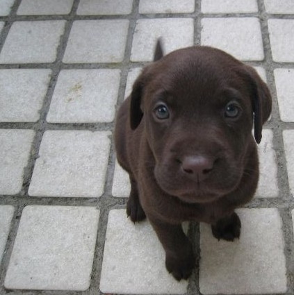 江川县买狗请进 江川县买拉布拉多请进