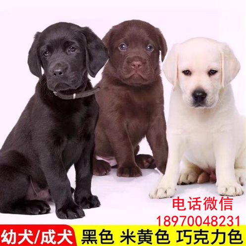 南宁出售拉布拉多幼犬  可签协议健康保障 