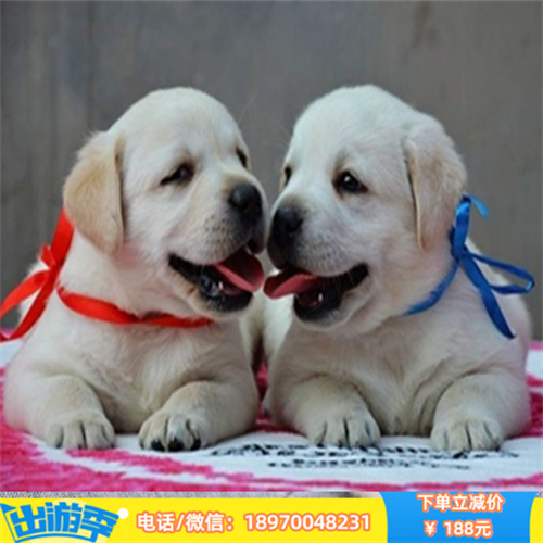 厦门本地宠物繁殖基地 纯种拉布拉多出窝