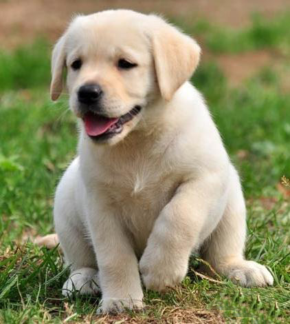 广州拉布拉多幼犬价格 实体养殖场多个热门品种出售