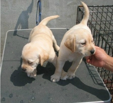 玉溪本地出售拉布拉多幼犬品质健康可包