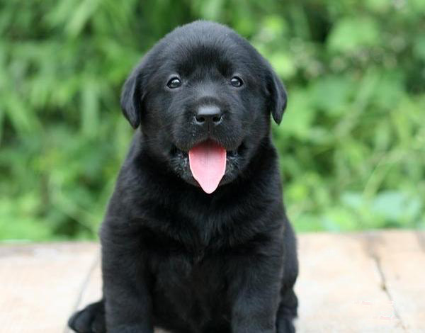 广州买狗 广州哪里有买狗靠谱 拉布拉多犬一只多少钱