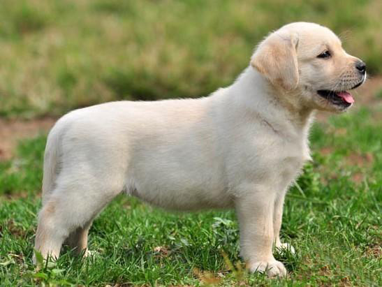 广州买狗 广州哪里有买狗靠谱 拉布拉多犬一只多少钱