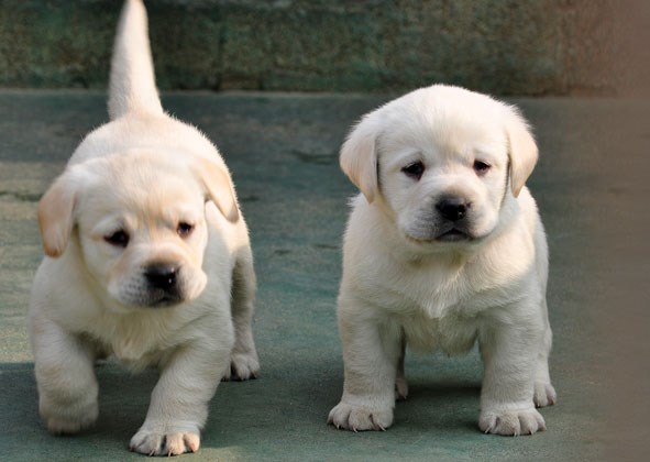 临沧买狗 永德县买狗 买拉布拉多请进