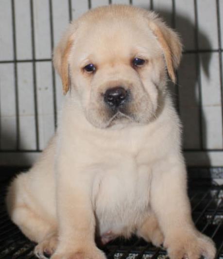 拉布拉多领养金毛二哈泰迪博美柯基柴犬