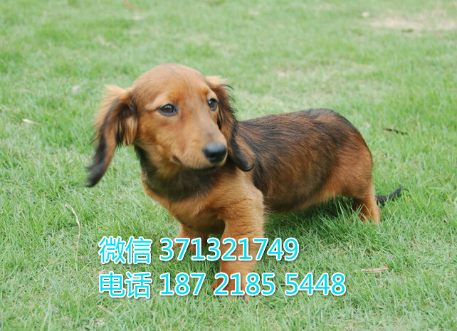 腊肠犬出售纯种幼犬，短毛腊肠犬，广州犬 广州宠物店