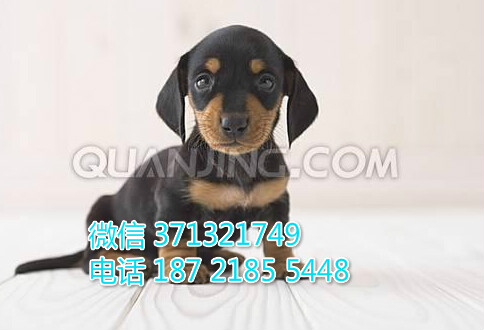 腊肠犬出售纯种幼犬，短毛腊肠犬，广州犬 广州宠物店