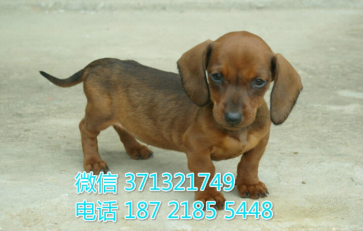 深圳犬舍出售，腊肠犬品相好 犬舍直销 深圳犬舍在哪里 