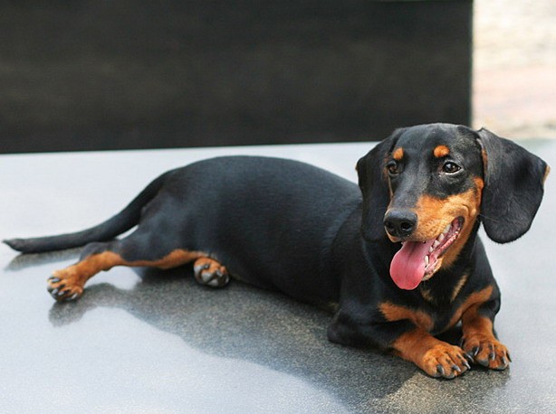 昆明腊肠幼犬出售昆明纯种腊肠小狗价格