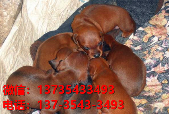 重庆犬舍出售纯种腊肠犬宠物狗市场在哪卖狗哪里有狗场买狗