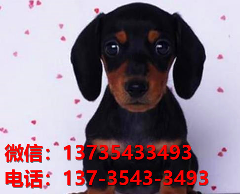 湖北武汉犬舍出售纯种腊肠犬宠物狗市场在哪卖狗哪里有狗场买狗