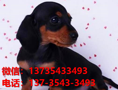 福州犬舍出售纯种腊肠犬宠物狗市场在哪卖狗哪里有狗场买狗