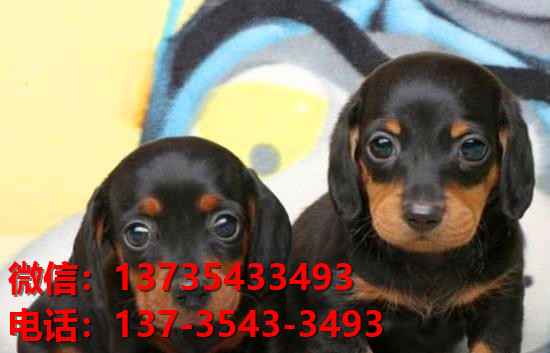 西安犬舍出售纯种腊肠犬宠物狗市场在哪卖狗哪