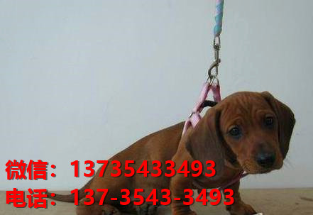 济南犬舍出售纯种腊肠犬宠物狗市场在哪卖狗哪里有狗场买狗