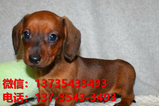 重庆犬舍出售纯种腊肠犬宠物狗市场在哪卖狗哪