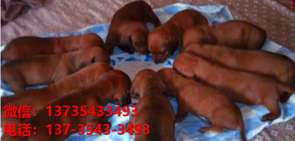 济南犬舍出售纯种腊肠犬宠物狗市场在哪卖狗哪里有狗场买狗