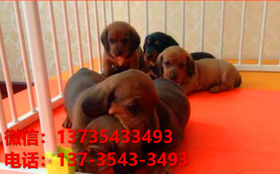 合肥犬舍出售纯种腊肠犬宠物狗市场在哪卖狗哪里有狗场买狗