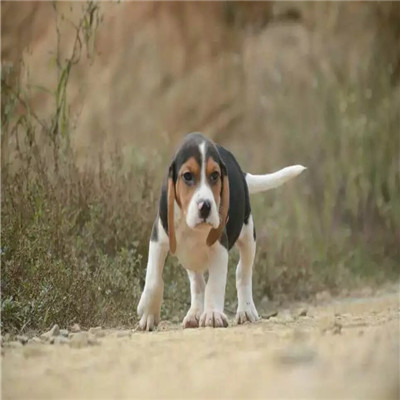 本溪哪里有卖比格犬 比格幼犬猎兔犬 比格黄白花纯种健康多少钱 比格犬舍