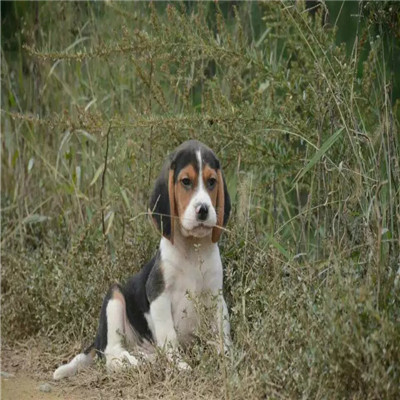 河西哪里有卖比格犬 比格幼犬猎兔犬 比格黄白花纯种健康多少钱 比格犬舍