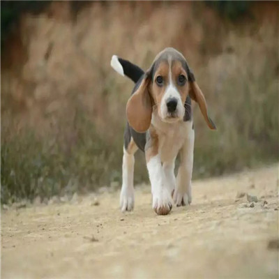 青岛哪里有卖比格犬 比格幼犬猎兔犬 比格黄白花纯种健康多少钱 比格犬舍