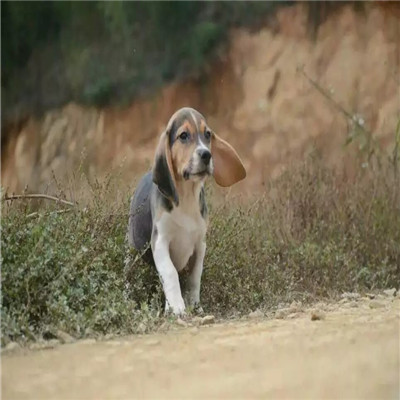 河池哪里有卖比格犬 比格幼犬猎兔犬 比格黄白