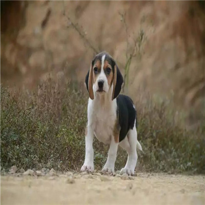 益阳哪里有卖比格犬 比格幼犬猎兔犬 比格黄白花纯种健康多少钱 比格犬舍