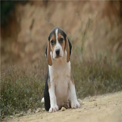 青岛哪里有卖比格犬 比格幼犬猎兔犬 比格黄白花纯种健康多少钱 比格犬舍