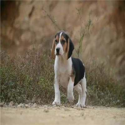 广州哪里有卖比格犬 比格幼犬猎兔犬 比格黄白