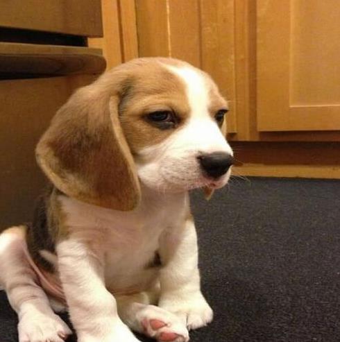 海口犬舍出售猎兔犬比格犬宠物狗市场卖狗买狗