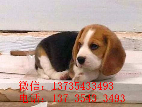 深圳犬舍出售猎兔犬比格犬宠物狗市场卖狗买狗