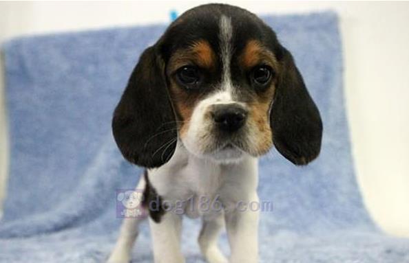 天津犬舍出售猎兔犬比格犬宠物狗市场卖狗买狗