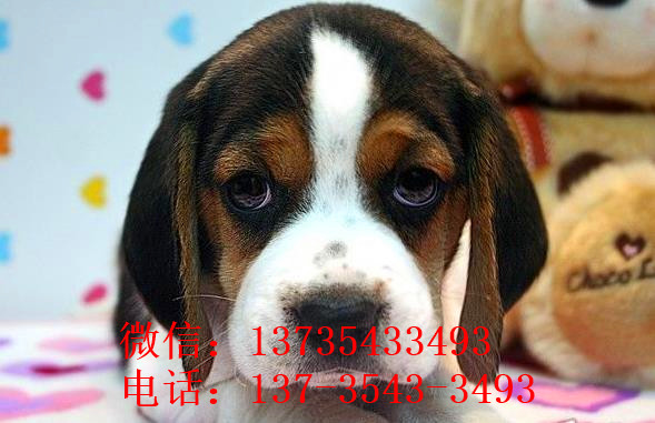 南京犬舍出售猎兔犬比格犬宠物狗市场卖狗买狗