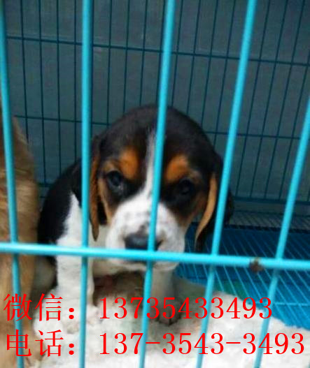 北京犬舍出售猎兔犬比格犬宠物狗市场卖狗买狗