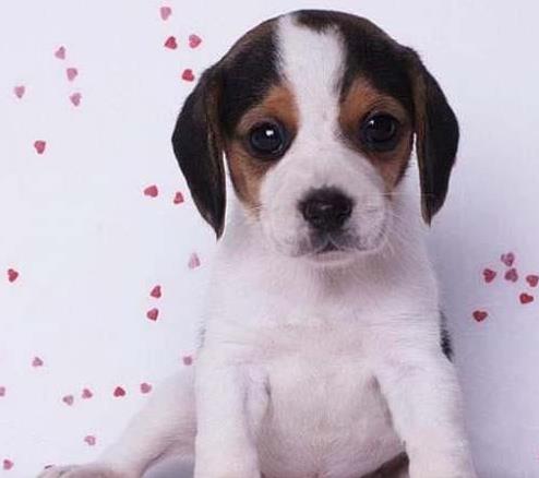 长沙犬舍出售猎兔犬比格犬宠物狗市场卖狗买狗