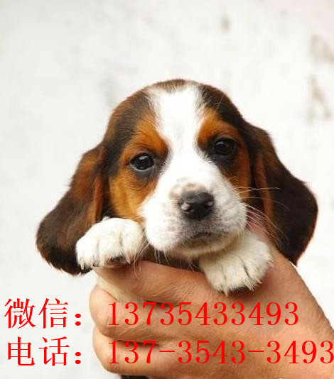 青岛犬舍出售猎兔犬比格犬宠物狗市场卖狗买狗