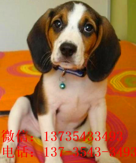 成都犬舍出售猎兔犬比格犬宠物狗市场卖狗买狗