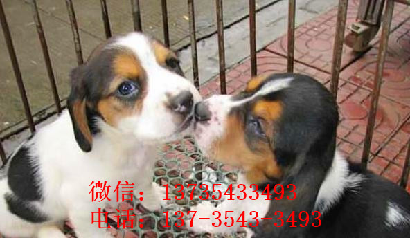 ?？谌岢鍪哿酝萌雀袢栉锕肥谐÷艄仿蚬? /></div>      <div   id=