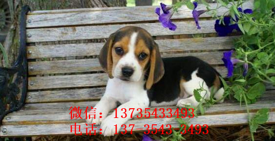 成都犬舍出售猎兔犬比格犬宠物狗市场卖狗买狗