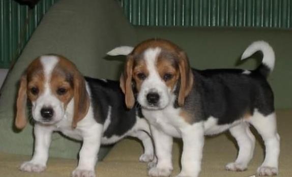 合肥犬舍出售猎兔犬比格犬宠物狗市场卖狗买狗