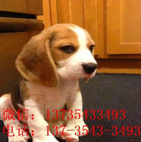 武汉犬舍出售猎兔犬比格犬宠物狗市场卖狗买狗