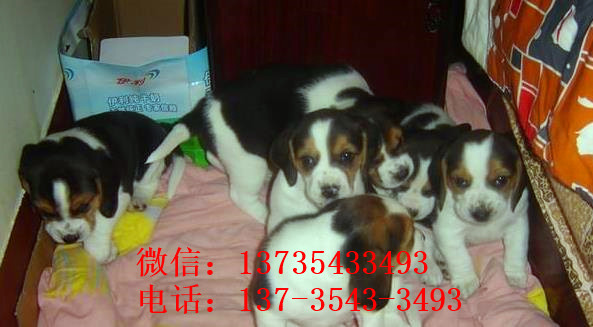 ?？谌岢鍪哿酝萌雀袢栉锕肥谐÷艄仿蚬? /></div>              </div>

  </div>
  <div   id=