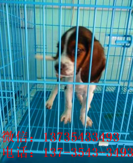 北京犬舍出售猎兔犬比格犬宠物狗市场卖狗买狗