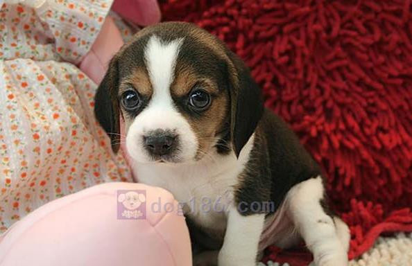 上海犬舍出售猎兔犬比格犬宠物狗市场卖狗买狗