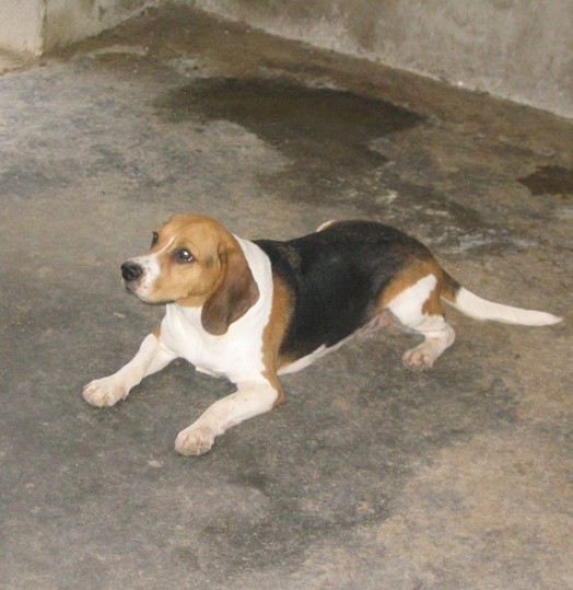 怒江本地哪里买卖猎兔小狗泸水地区出售纯种猎