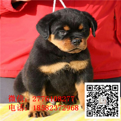 合肥哪里有罗威纳出售 罗威纳幼犬哪里的纯种