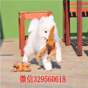 铁岭罗威纳多少钱一只出售纯种德系罗威纳罗威纳幼犬狗场罗威纳长多大