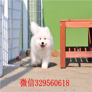 盘锦哪里有卖罗威纳犬罗威纳价格出售双血罗威纳罗威纳长多大