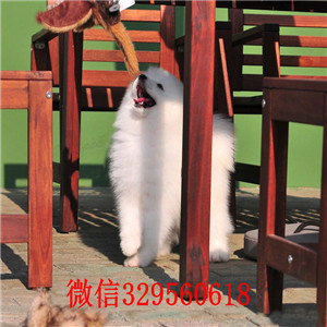 铁岭罗威纳多少钱一只出售纯种德系罗威纳罗威纳幼犬狗场罗威纳长多大